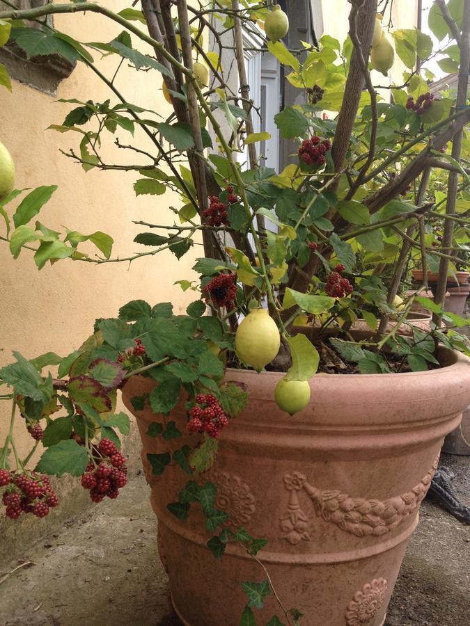 Relais Villa Poschi Pugnano Dış mekan fotoğraf